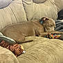 Kane joined the competition — help win amazing prizes! blanket, brown_dog, canine, collar, comfort, couch, cozy, dog, domestic_animal, furniture, home, indoor, living_room, nap, pet, plush_toy, relaxing, resting, sleeping, toy