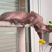 Athèna a rejoint le concours — aidez-le/la à gagner de superbes lots ! sphynx_cat, cat, hairless_cat, pet, indoor, window, blinds, plant, cat_tree, feline, animal, relaxing, curious, ears, upside_down, furless, home, domestic, resting, soft