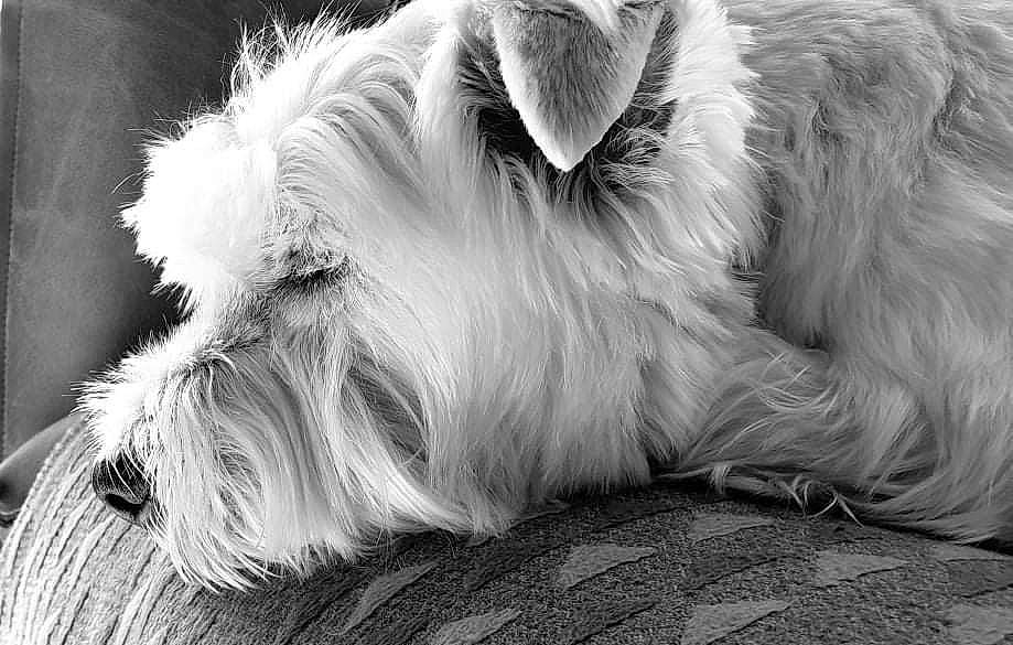 Isko a rejoint le concours — aidez-le/la à gagner de superbes lots ! canidae, carnivore, close_up, companion_dog, dog, dog_breed, felidae, fur, monochrome, monochrome_photography, paw, small_terrier, small_to_medium_sized_cats, snout, sporting_group, style, terrier, toy_dog, whiskers, working_animal