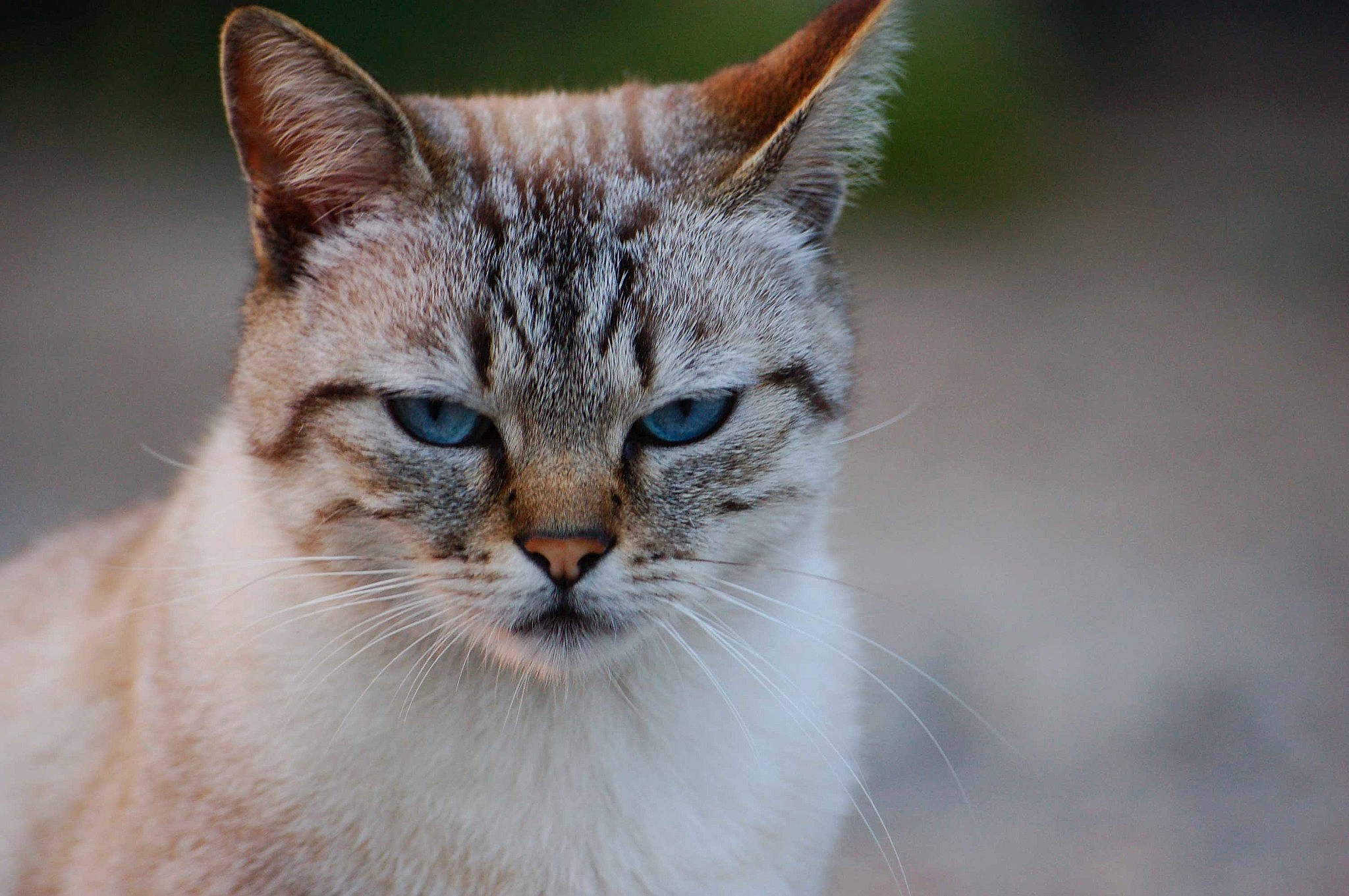 Le Chat a rejoint le concours — aidez-le/la à gagner de superbes lots ! carnivore, cat, domestic_short_haired_cat, fawn, felidae, fur, grass, natural_landscape, plant, small_to_medium_sized_cats, snout, terrestrial_animal, tree, whiskers, wildlife, window