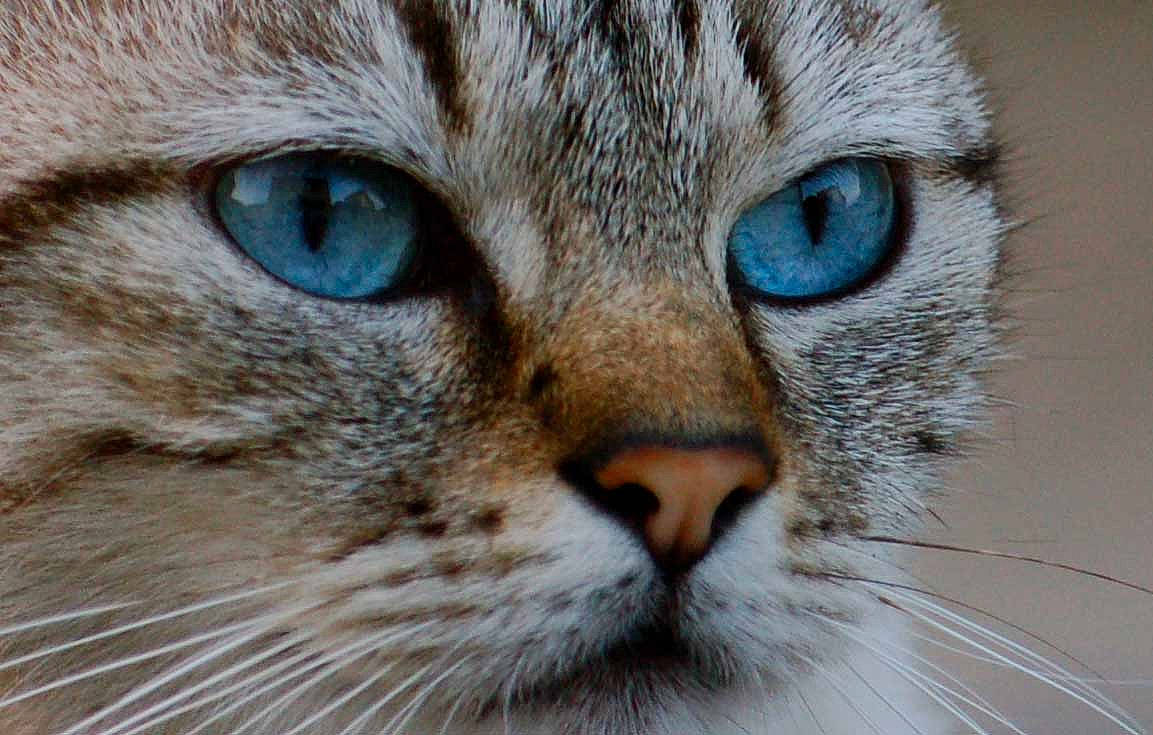 Le Chat participe au concours pour gagner de l'argent avec cette photo : carnivore, cat, close_up, domestic_short_haired_cat, electric_blue, event, felidae, fur, iris, small_to_medium_sized_cats, snout, terrestrial_animal, whiskers, wildlife