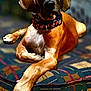 animal, brown_coat, canine, closeup, collar, cute, dog, domestic, ears, face, furniture, home, indoor, lying_down, patterned_cushion, paws, pet, portrait, relaxed, resting