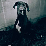Large Marge joined the competition — help win amazing prizes! dog, great_dane, black_and_white, animal, pet, sitting, outdoor, grass, portrait, canine, mammal, ears, nose, white_patch, expression, texture, wall, fur, eyes, quiet