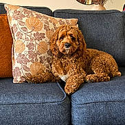 Roscoe is registered to the contest to win money with this photo: dog, curly_hair, couch, pillow, home_interior, mirror, vase, flowers, decor, carpet, relaxed, pet, furniture, brown_dog, indoor, cozy, living_room, resting, animal, comfortable