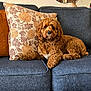 dog, curly_hair, couch, pillow, home_interior, mirror, vase, flowers, decor, carpet, relaxed, pet, furniture, brown_dog, indoor, cozy, living_room, resting, animal, comfortable