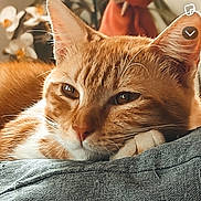 Ulysse a rejoint le concours — aidez-le/la à gagner de superbes lots ! cat, orange_cat, tabby_cat, close_up, pet, feline, whiskers, ears, eyes, paw, fur, resting, sleepy, cozy, couch, cushion, fabric, indoor, houseplant, portrait