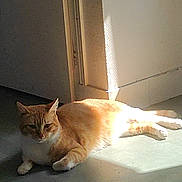 Ulysse a rejoint le concours — aidez-le/la à gagner de superbes lots ! animal, calm, cat, corner, cozy, domestic_cat, doorframe, feline, floor, indoor, orange_cat, pet, quiet, relaxing, resting, shadow, sunbeam, sunlight, wall, white_paws