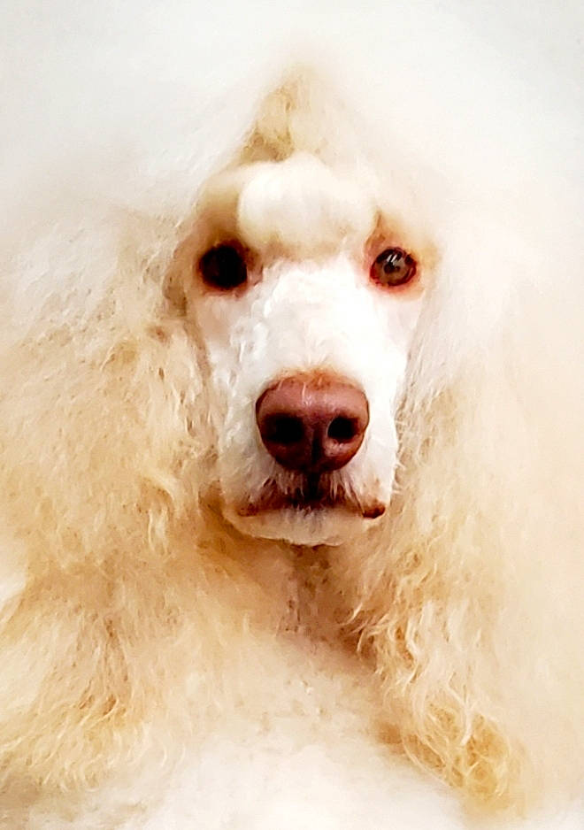 Coco Chanel Buttles is registered to the contest to win money with this photo: art, ball, canidae, carnivore, companion_dog, dog, dog_breed, ear, fur, happy, jaw, non_sporting_group, poodle, shout, sporting_group, whiskers, working_animal