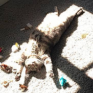 Casper joined the competition — help win amazing prizes! cat, animal, pet, carpet, sunlight, stretching, toys, indoor, feline, relaxed, playful, fur, whiskers, green_eyes, paws, shadow, light, cozy, cute, home