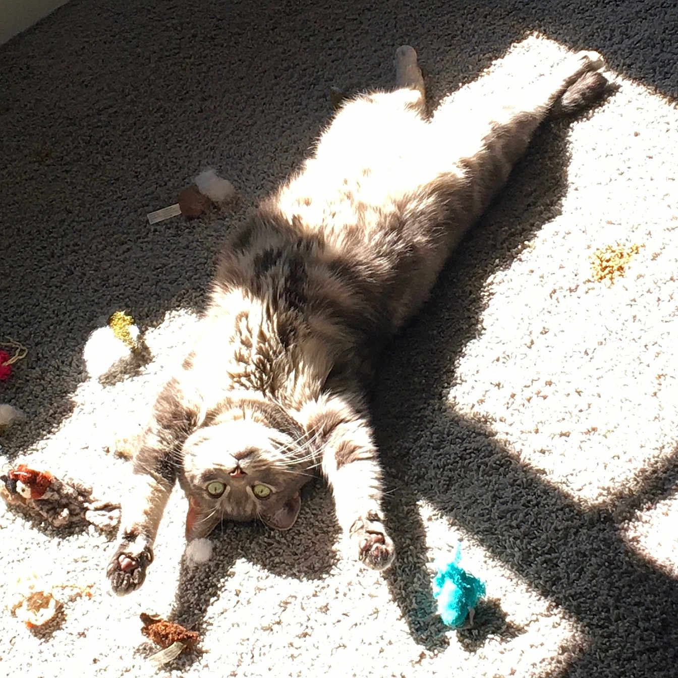 Casper joined the competition — help win amazing prizes! animal, carpet, cat, cozy, cute, feline, fur, green_eyes, home, indoor, light, paws, pet, playful, relaxed, shadow, stretching, sunlight, toys, whiskers