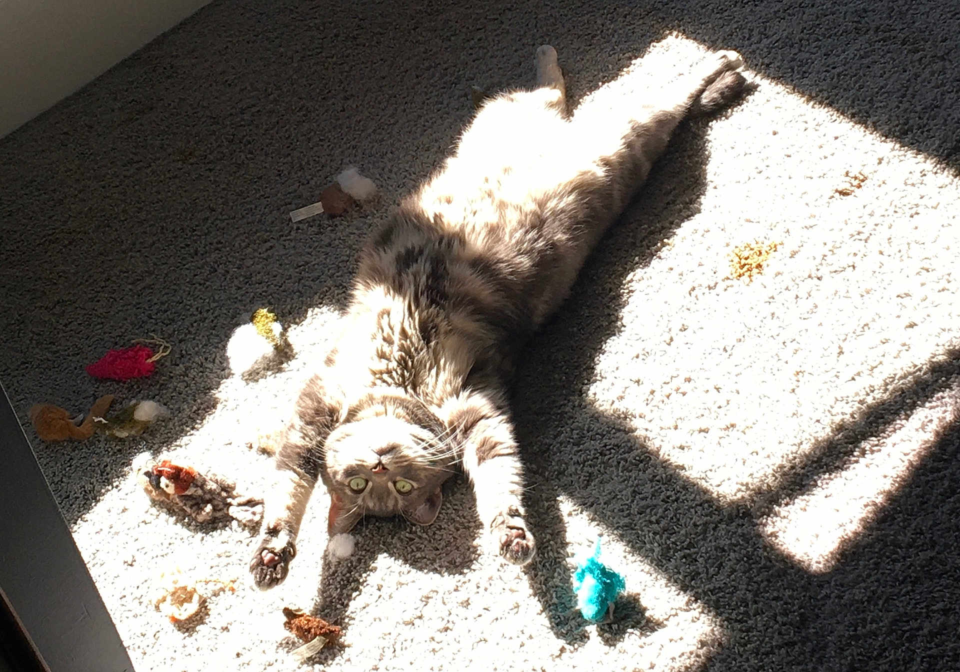 Casper joined the competition — help win amazing prizes! cat, animal, pet, carpet, sunlight, stretching, toys, indoor, feline, relaxed, playful, fur, whiskers, green_eyes, paws, shadow, light, cozy, cute, home