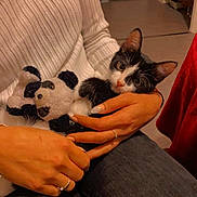 Simba participe au concours pour gagner de l'argent avec cette photo : kitten, cat, plush_toy, panda, person, hands, white_sweater, jeans, indoor, cozy, pet, animal, cute, black_and_white, cuddling, soft_toy, fingers, casual_clothing, resting, home