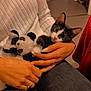 kitten, cat, plush_toy, panda, person, hands, white_sweater, jeans, indoor, cozy, pet, animal, cute, black_and_white, cuddling, soft_toy, fingers, casual_clothing, resting, home