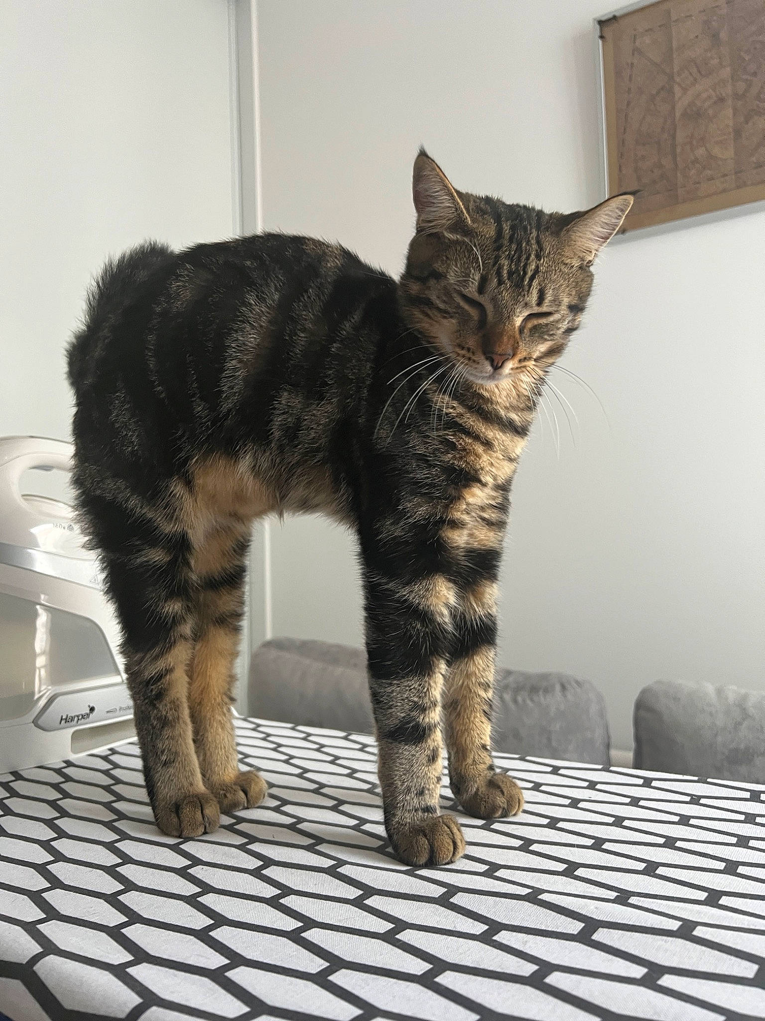 Sirius participe au concours pour gagner de l'argent avec cette photo : carnivore, cat, claw, domestic_short_haired_cat, felidae, flooring, fur, paw, sitting, small_to_medium_sized_cats, snout, tail, terrestrial_animal, whiskers