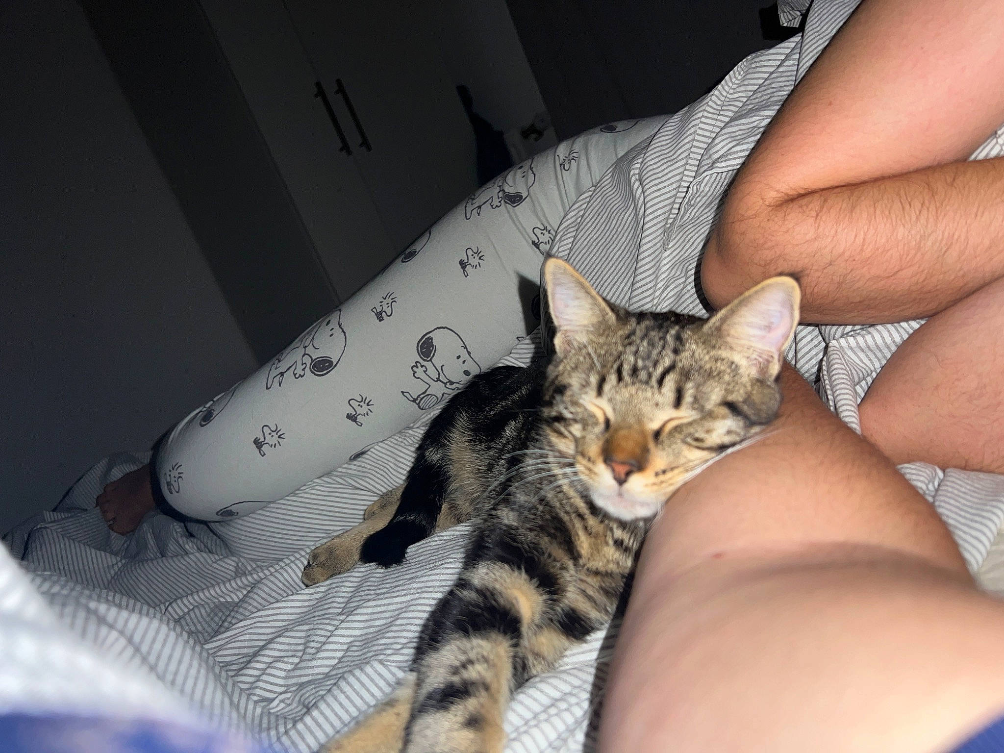 Sirius a rejoint le concours — aidez-le/la à gagner de superbes lots ! bed, carnivore, cat, claw, comfort, domestic_short_haired_cat, fawn, felidae, foot, fur, human_leg, lap, nail, nap, paw, sitting, small_to_medium_sized_cats, snout, thigh, whiskers