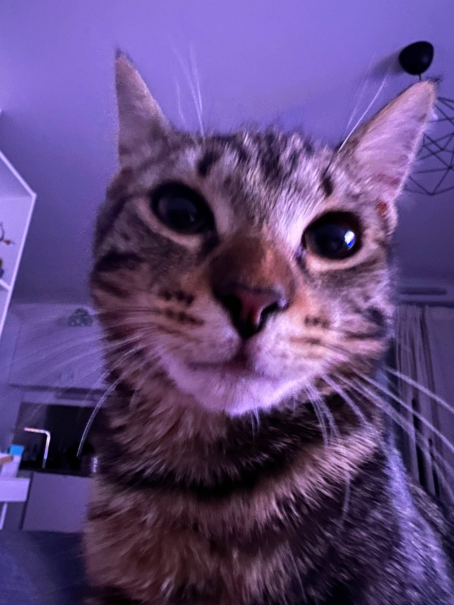 Sirius participe au concours pour gagner de l'argent avec cette photo : carnivore, cat, domestic_short_haired_cat, electric_blue, felidae, fur, small_to_medium_sized_cats, snout, terrestrial_animal, whiskers, wildlife