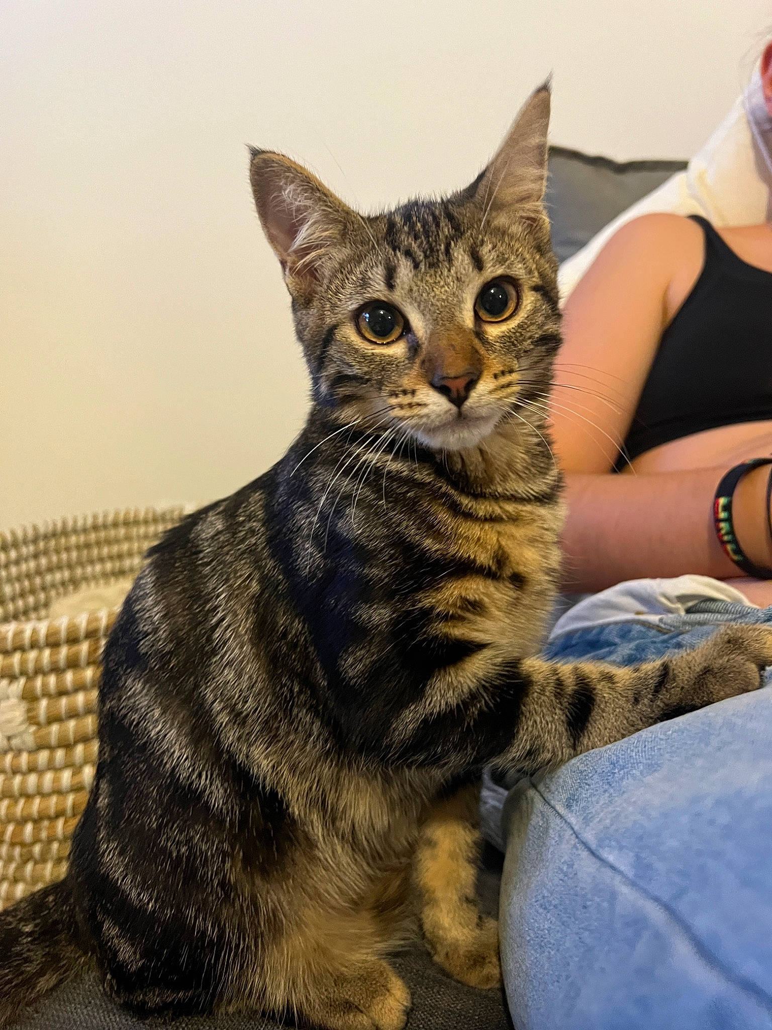 Sirius a rejoint le concours — aidez-le/la à gagner de superbes lots ! bracelet, carnivore, cat, claw, domestic_short_haired_cat, felidae, fur, hat, jewellery, paw, sitting, small_to_medium_sized_cats, terrestrial_animal, watch, whiskers