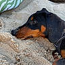 dog, dachshund, sand, beach, resting, black_and_tan, close_up, outdoor, pet, animal, harness, snout, ear, fur, collar, texture, towel, summer, sunlight, relaxation