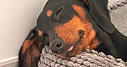 Ekkō participe au concours pour gagner de l'argent avec cette photo : dog, sleeping, black_and_tan, cozy, cushion, resting, indoor, pet, relaxed, closeup, snout, fur, tongue, ear, floor, home, cute, calm, domestic_animal, portrait