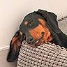 dog, sleeping, black_and_tan, cozy, cushion, resting, indoor, pet, relaxed, closeup, snout, fur, tongue, ear, floor, home, cute, calm, domestic_animal, portrait