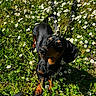 dog, dachshund, flower, daisy, grass, outdoor, pet, animal, nature, greenery, sunlight, leash, black, brown, small_dog, curious, cute, spring, summer, garden