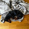 dog, dachshund, sleeping, blanket, wooden_floor, pet, cozy, indoor, fur, resting, animal, brown, black, curled_up, soft_texture, flooring, relaxation, companion, cute, peaceful