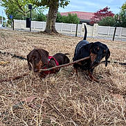 Baya a rejoint le concours — aidez-le/la à gagner de superbes lots ! dog, dachshund, stick, tug_of_war, grass, tree, outdoor, pet, playing, animal, brown_dog, black_dog, leash, harness, suburban, fence, house, nature, canine, daytime