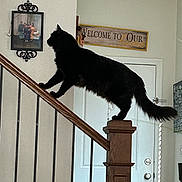 Milo joined the competition — help win amazing prizes! cat, black_cat, stairs, wooden_post, banister, indoor, home, door, wall_art, family_photo, furniture, pet, animal, domestic_cat, balancing, stretching, tail, whiskers, curious, house