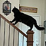 cat, black_cat, stairs, wooden_post, banister, indoor, home, door, wall_art, family_photo, furniture, pet, animal, domestic_cat, balancing, stretching, tail, whiskers, curious, house