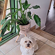 Montblanc participe au concours pour gagner de l'argent avec cette photo : dog, small_dog, white_dog, pet, peace_lily, potted_plant, woven_basket, indoor, tile_floor, stairs, window, houseplant, plant_leaf, looking_up, portrait, cute, fluffy, home_interior, natural_light, floor