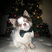 Neji a rejoint le concours — aidez-le/la à gagner de superbes lots ! dog, chihuahua, small_dog, bow_tie, pet, christmas_tree, ornament, holiday_lights, red_eye, indoor, portrait, fur, cute, paws, ottoman, festive, decorations, flash, closeup, living_room