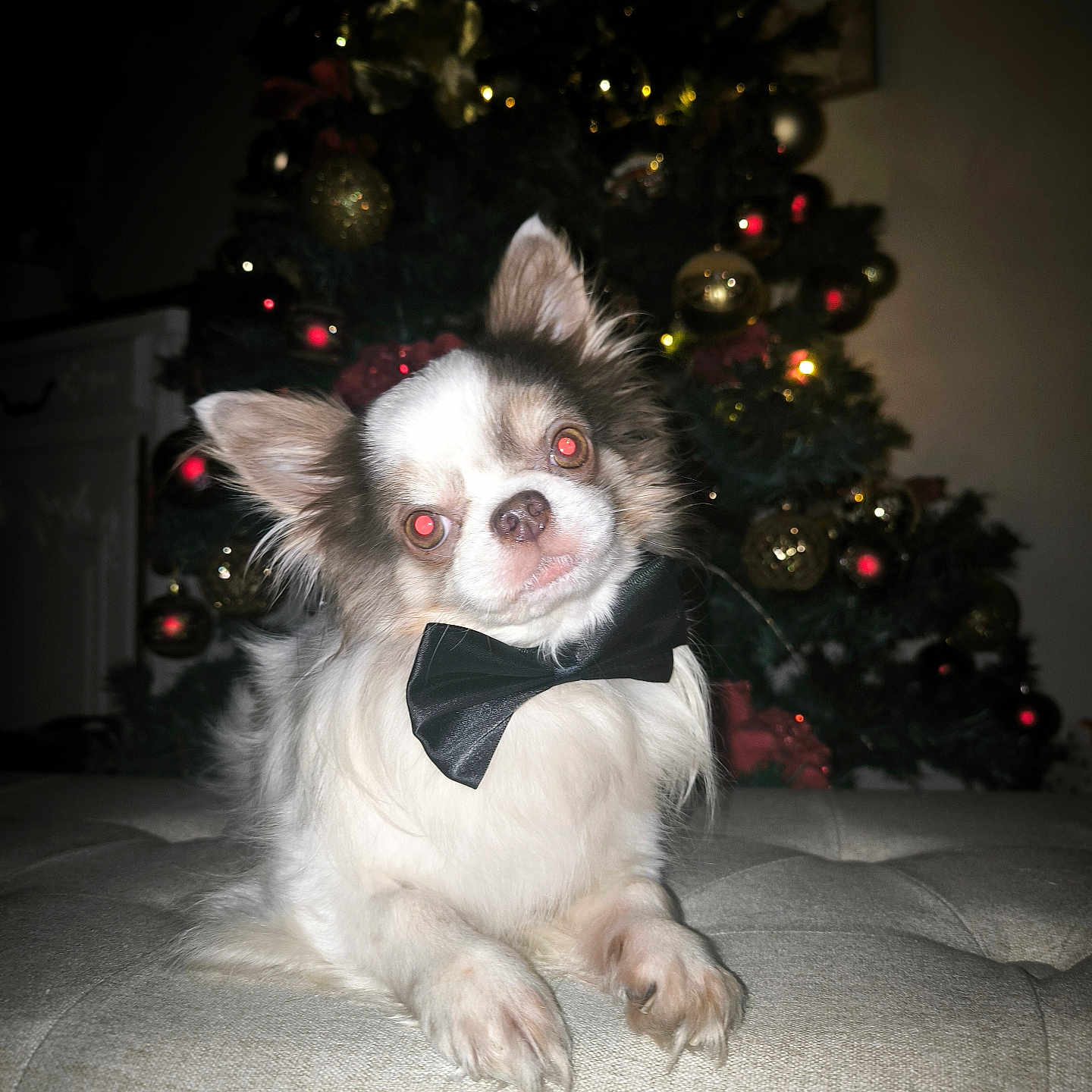 Neji a rejoint le concours — aidez-le/la à gagner de superbes lots ! bow_tie, chihuahua, christmas_tree, closeup, cute, decorations, dog, festive, flash, fur, holiday_lights, indoor, living_room, ornament, ottoman, paws, pet, portrait, red_eye, small_dog