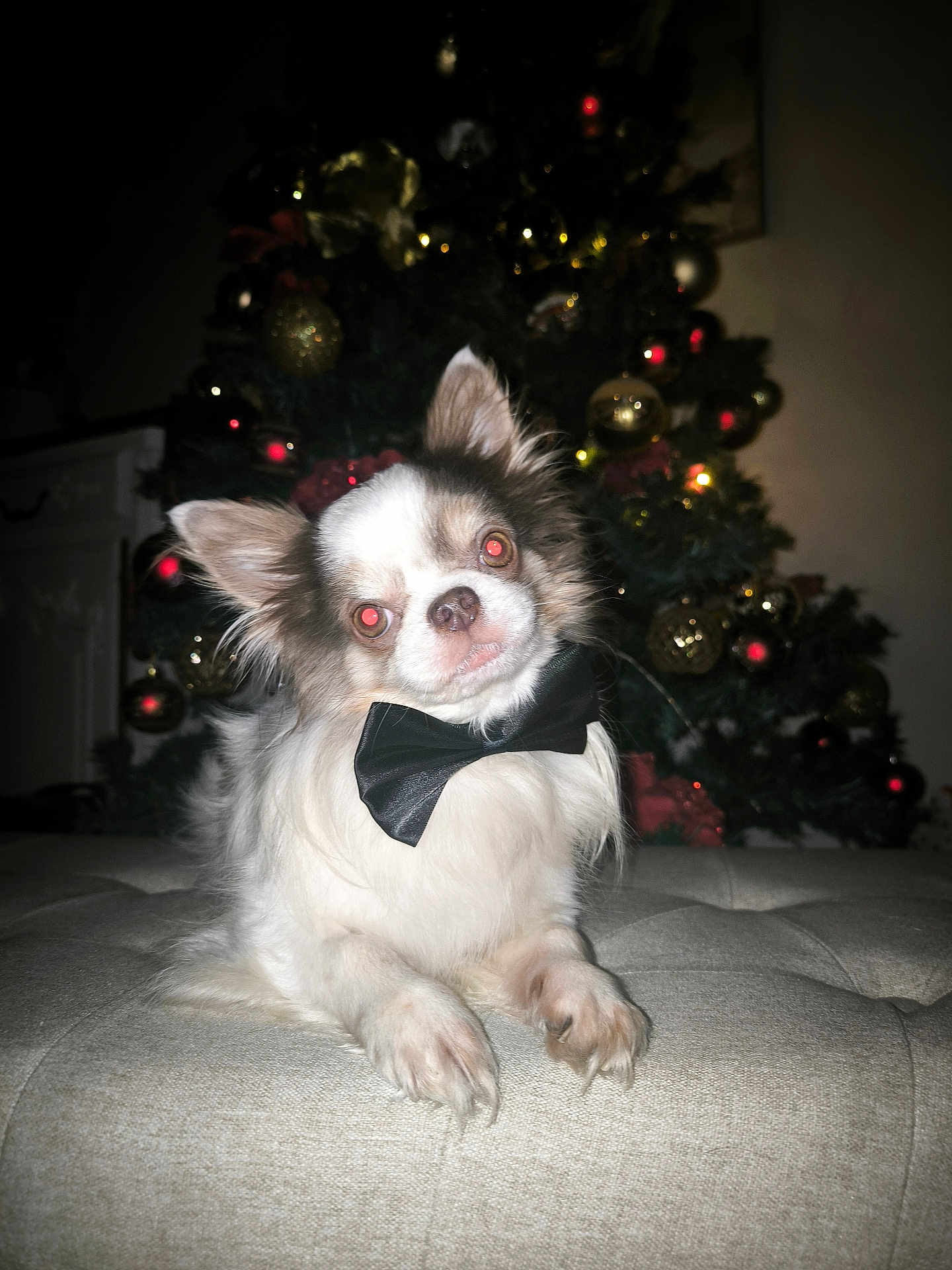 Neji a rejoint le concours — aidez-le/la à gagner de superbes lots ! dog, chihuahua, small_dog, bow_tie, pet, christmas_tree, ornament, holiday_lights, red_eye, indoor, portrait, fur, cute, paws, ottoman, festive, decorations, flash, closeup, living_room