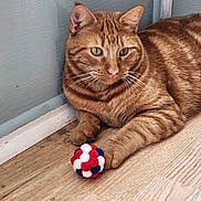 Julio is registered to the contest to win money with this photo: animal, cat, close_up, domestic_animal, ears, feline, flooring, fur, indoor, orange_tabby, paw, pet, playful, pom_pom_ball, relaxed, striped, toy, wall, whiskers, wooden_floor