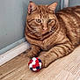 animal, cat, close_up, domestic_animal, ears, feline, flooring, fur, indoor, orange_tabby, paw, pet, playful, pom_pom_ball, relaxed, striped, toy, wall, whiskers, wooden_floor