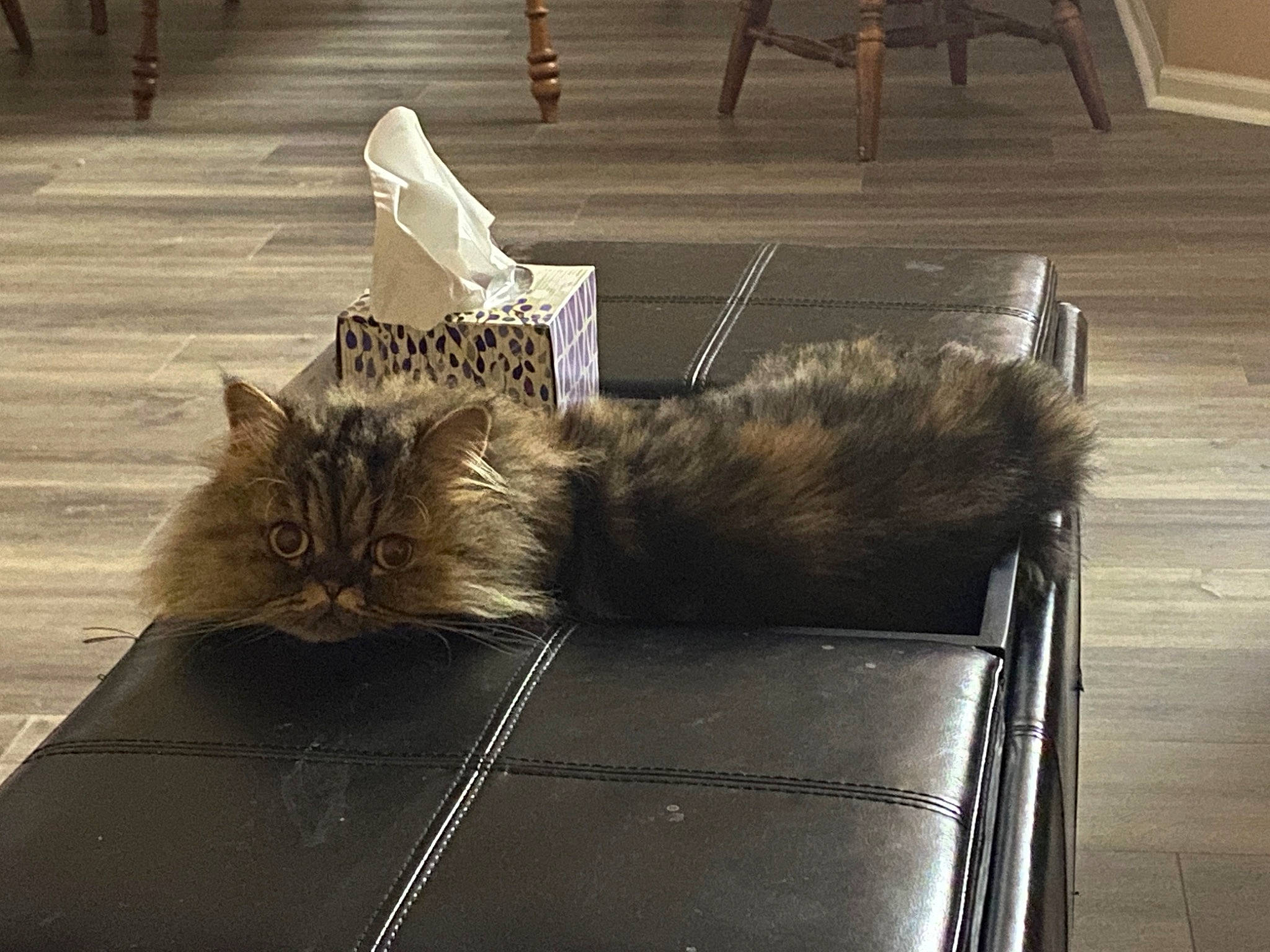 Stark is registered to the contest to win money with this photo: carnivore, cat, comfort, domestic_short_haired_cat, felidae, floor, flooring, fur, grey, hardwood, metal, paw, road_surface, room, sitting, small_to_medium_sized_cats, tail, whiskers, window, wood