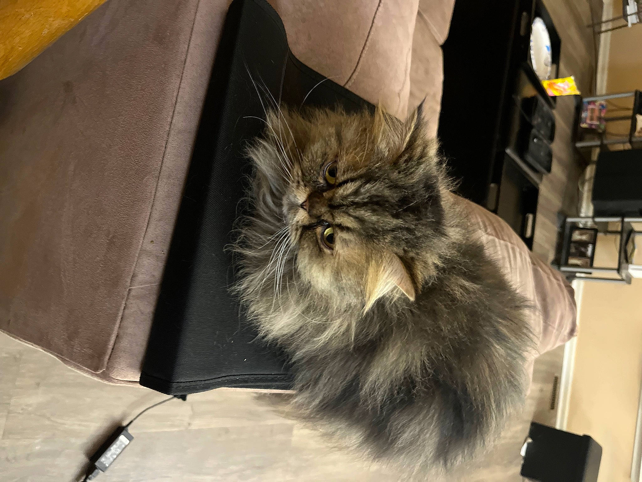 Stark joined the competition — help win amazing prizes! british_longhair, carnivore, cat, claw, comfort, felidae, fur, grey, paw, persian, small_to_medium_sized_cats, tail, terrestrial_animal, whiskers