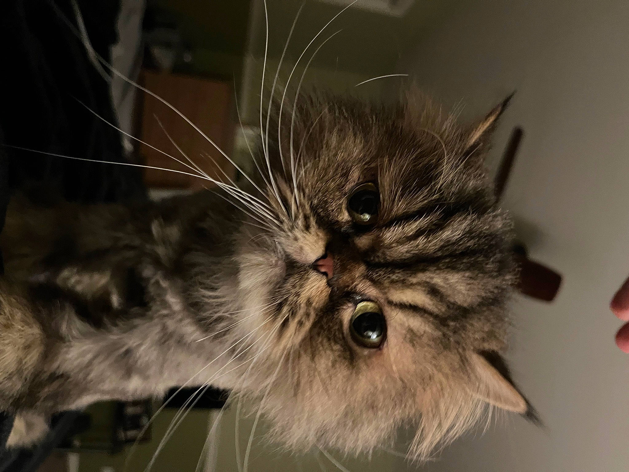 Stark is registered to the contest to win money with this photo: carnivore, cat, claw, domestic_short_haired_cat, eye, felidae, fur, iris, macro_photography, paw, small_to_medium_sized_cats, snout, terrestrial_animal, whiskers