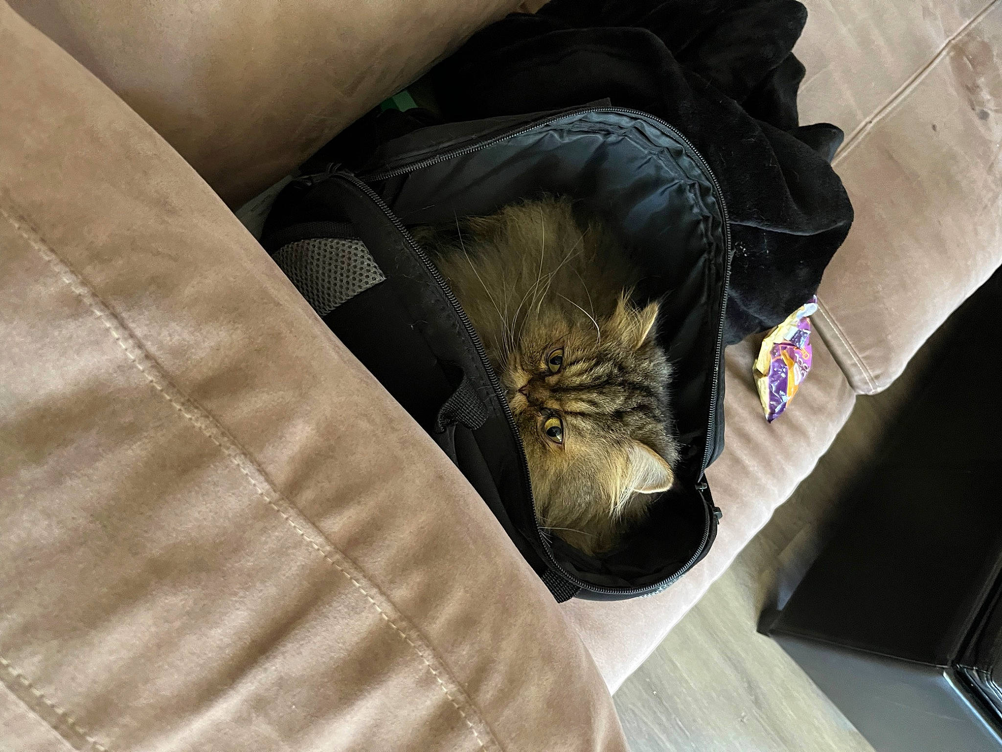 Stark is registered to the contest to win money with this photo: bag, comfort, companion_dog, denim, felidae, fur, grey, human_leg, leg, linens, luggage_and_bags, pattern, shoe, small_to_medium_sized_cats, sneakers, tail, textile, thigh, tints_and_shades, whiskers