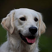 Oslo participe au concours pour gagner de l'argent avec cette photo : dog, golden_retriever, pet, canine, animal, white_fur, tongue_out, portrait, close_up, fluffy, happy, outdoor, nature, mammal, friendly, cute, fur, headshot, domestic_animal, companion