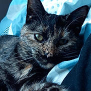 Tia participe au concours pour gagner de l'argent avec cette photo : abyssinian, animal, bed, bedroom, blanket, brasssection, cat, couch, furniture, horn, indoors, kitten, laundry, manx, musicalinstrument, person, pet, quilt, room, sleeping