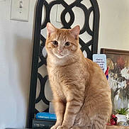 Cheeto is registered to the contest to win money with this photo: cat, ginger_cat, feline, indoor, furniture, mirror, painting, book, decor, fluffy, curious, orange_fur, wood, table, pet, animal, domestic_cat, sitting, portrait, cozy