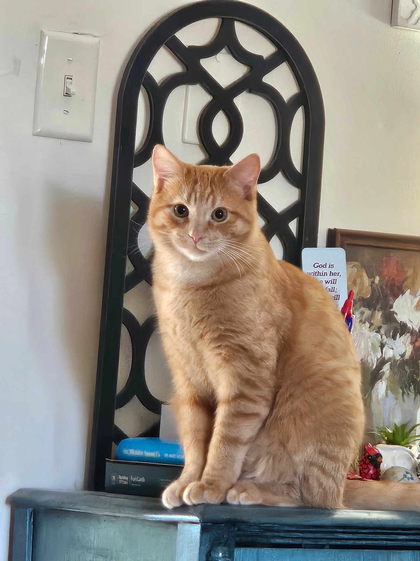 Cheeto is registered to the contest to win money with this photo: cat, ginger_cat, feline, indoor, furniture, mirror, painting, book, decor, fluffy, curious, orange_fur, wood, table, pet, animal, domestic_cat, sitting, portrait, cozy