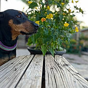 Kehlani joined the competition — help win amazing prizes! dog, animal, pet, collar, wooden_table, flowers, potted_plant, yellow_flowers, outdoor, nature, greenery, blurred_background, garden, side_view, portrait, calm, daylight, closeup, fur, snout