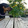 dog, animal, pet, collar, wooden_table, flowers, potted_plant, yellow_flowers, outdoor, nature, greenery, blurred_background, garden, side_view, portrait, calm, daylight, closeup, fur, snout