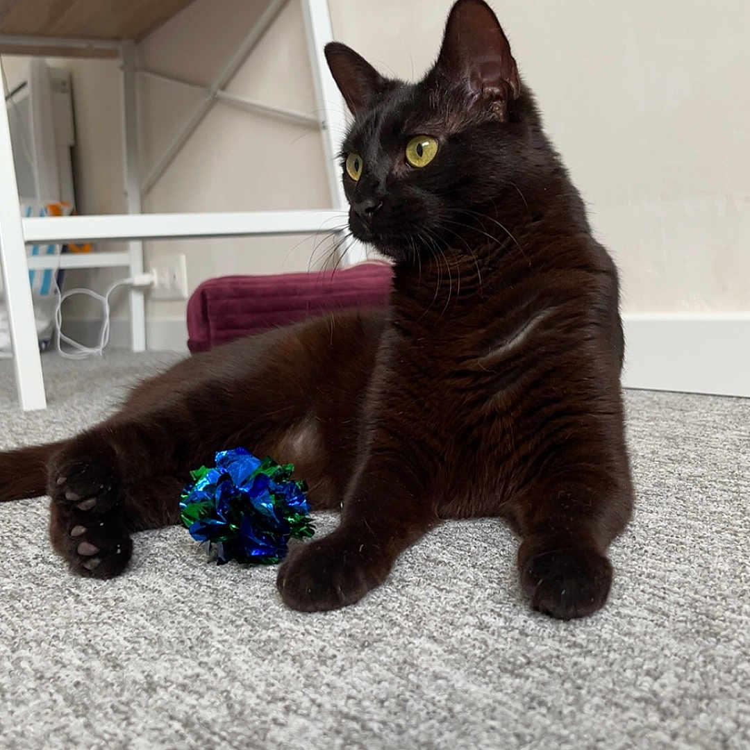 Molly participe au concours pour gagner de l'argent avec cette photo : abyssinian, accessories, animal, architecture, bed, blackcat, building, cat, furniture, gemstone, hardwood, indoors, jewelry, kitten, manx, pet, plywood, shelf, sphere, wood