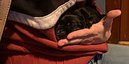 Echo is registered to the contest to win money with this photo: puppy, dog, sleeping, hand, sweater, jeans, person, indoor, cozy, black_dog, resting, casual_clothing, close_up, warm_colors, human, pet, comfort, cuddle, young_dog, relaxation