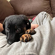 Echo is registered to the contest to win money with this photo: puppy, dog, pet, black_dog, brown_couch, indoor, cozy, lap, curious_eyes, paws, soft_fabric, snuggling, cute, young_dog, resting, person, casual_clothing, brown, grey, home