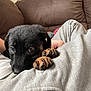 puppy, dog, pet, black_dog, brown_couch, indoor, cozy, lap, curious_eyes, paws, soft_fabric, snuggling, cute, young_dog, resting, person, casual_clothing, brown, grey, home
