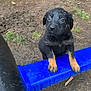 Echo is registered to the contest to win money with this photo: puppy, dog, muddy, playground, blue_beam, outdoor, grass, dirt, black_fur, brown_paws, young_dog, pet, animal, cute, small, looking_up, play_equipment, yellow_structure, red_structure, nature